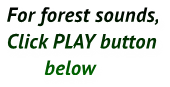 For forest sounds,
Click PLAY button
       below